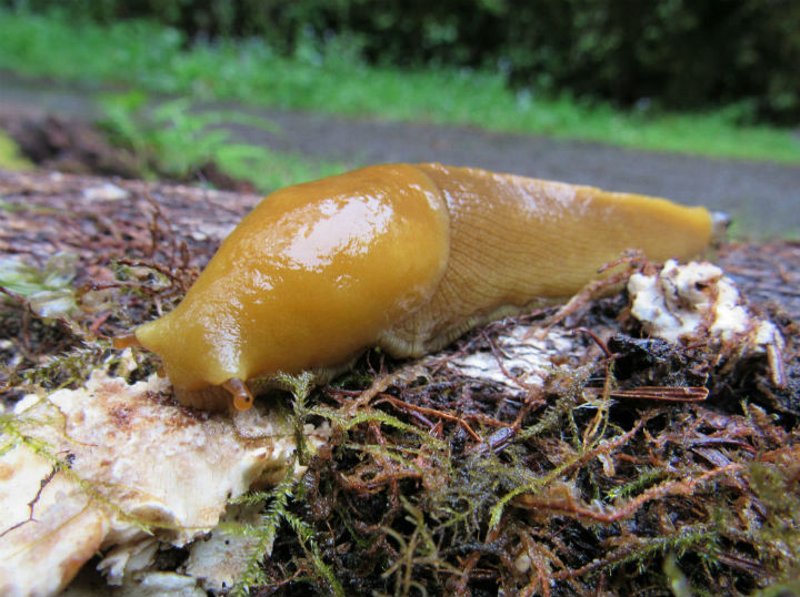 Banana Slug